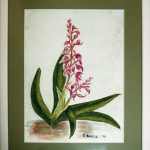 Orchidée sauvage / technique : aquarelle