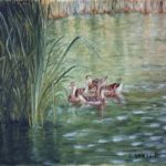 Paludot Canards / peinture à l'huile