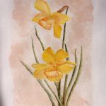 Jonquilles / aquarelle
