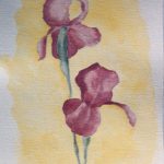 Iris bordeaux / aquarelle